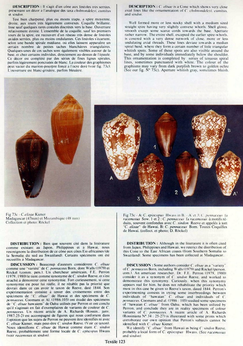Conus pennaceus elisae, Kiener 1845 